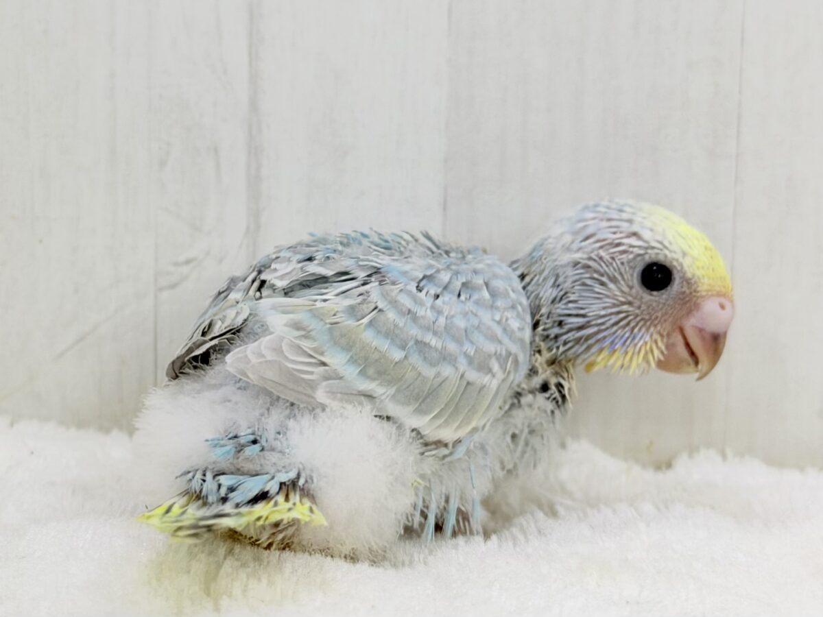 ちょっぴりくすんだオシャレさん🫖🫧セキセイインコ(パステルレインボー) セキセイインコ