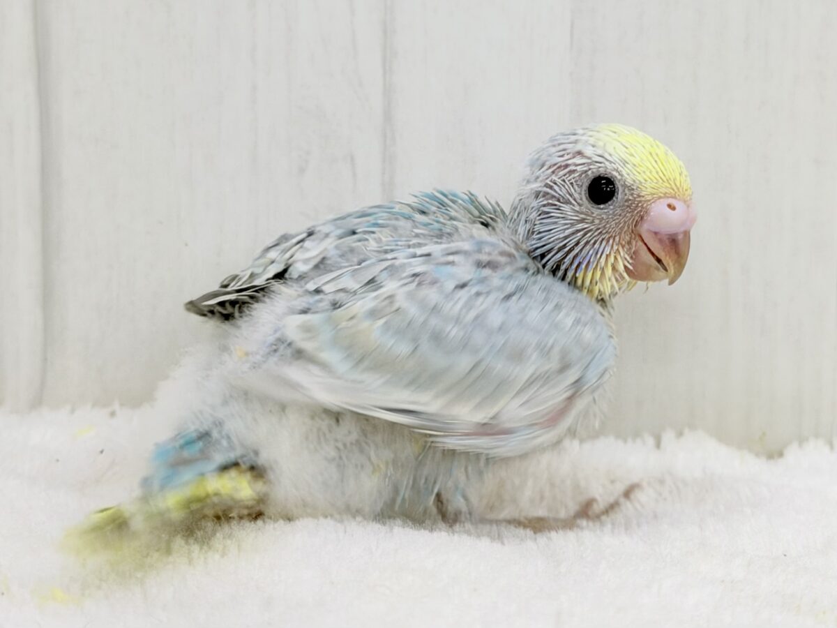 ちょっぴりくすんだオシャレさん🫖🫧セキセイインコ(パステルレインボー) セキセイインコ