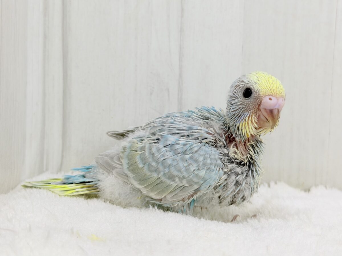 ちょっぴりくすんだオシャレさん🫖🫧セキセイインコ(パステルレインボー) セキセイインコ