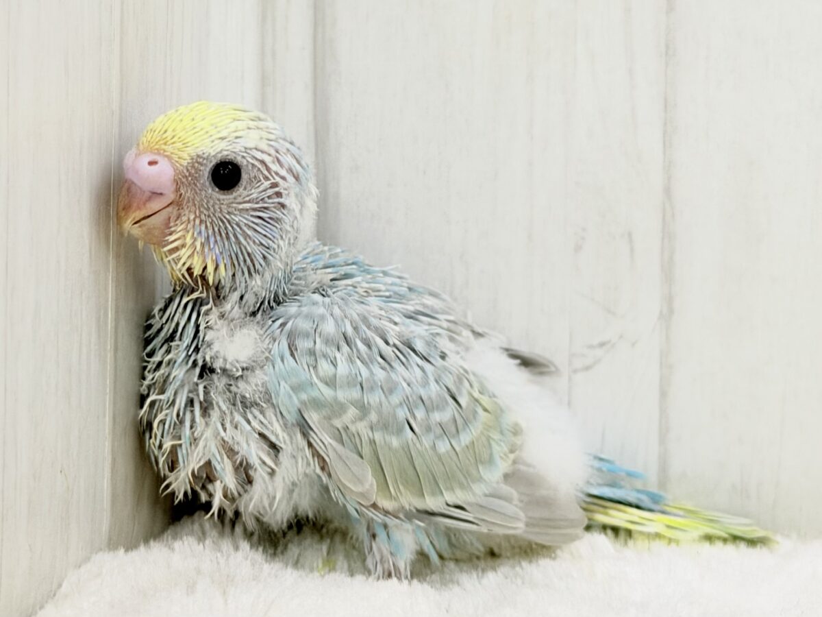 ちょっぴりくすんだオシャレさん🫖🫧セキセイインコ(パステルレインボー) セキセイインコ