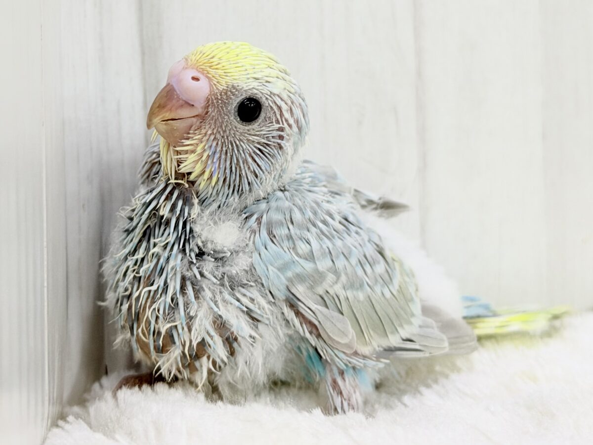 ちょっぴりくすんだオシャレさん🫖🫧セキセイインコ(パステルレインボー) ちょっぴりくすんだオシャレさん🫖🫧セキセイインコ(パステルレインボー)