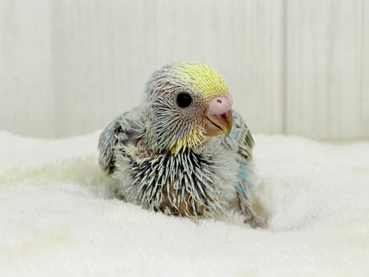 ちょっぴりくすんだオシャレさん🫖🫧セキセイインコ(パステルレインボー) セキセイインコ