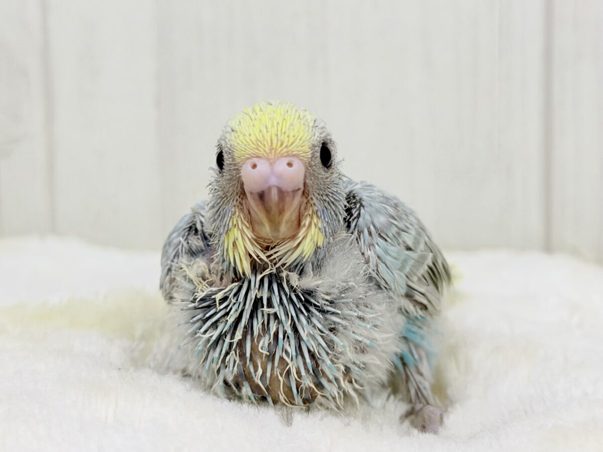 ちょっぴりくすんだオシャレさん🫖🫧セキセイインコ(パステルレインボー) セキセイインコ