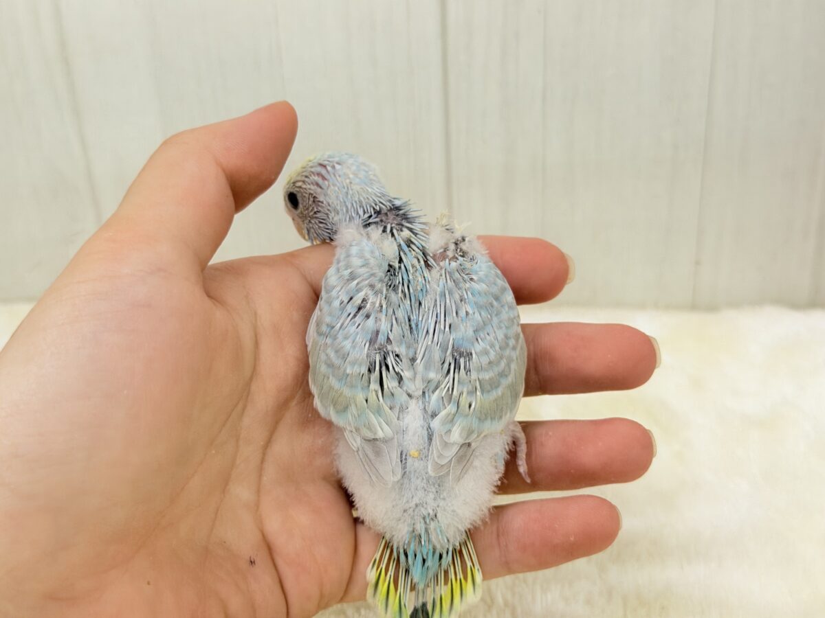 ちょっぴりくすんだオシャレさん🫖🫧セキセイインコ(パステルレインボー) セキセイインコ