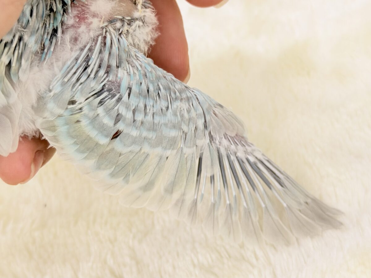 ちょっぴりくすんだオシャレさん🫖🫧セキセイインコ(パステルレインボー) セキセイインコ