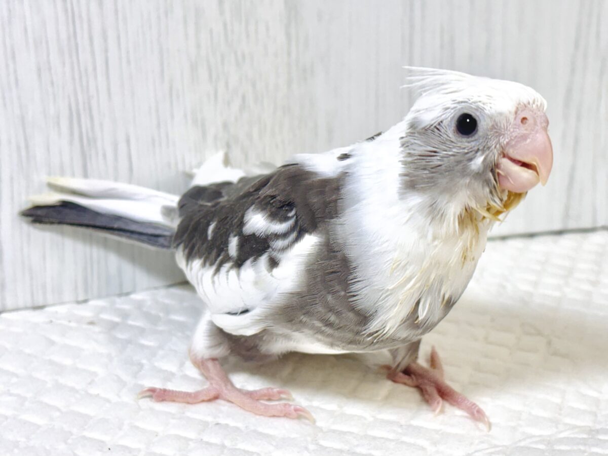 オカメインコ