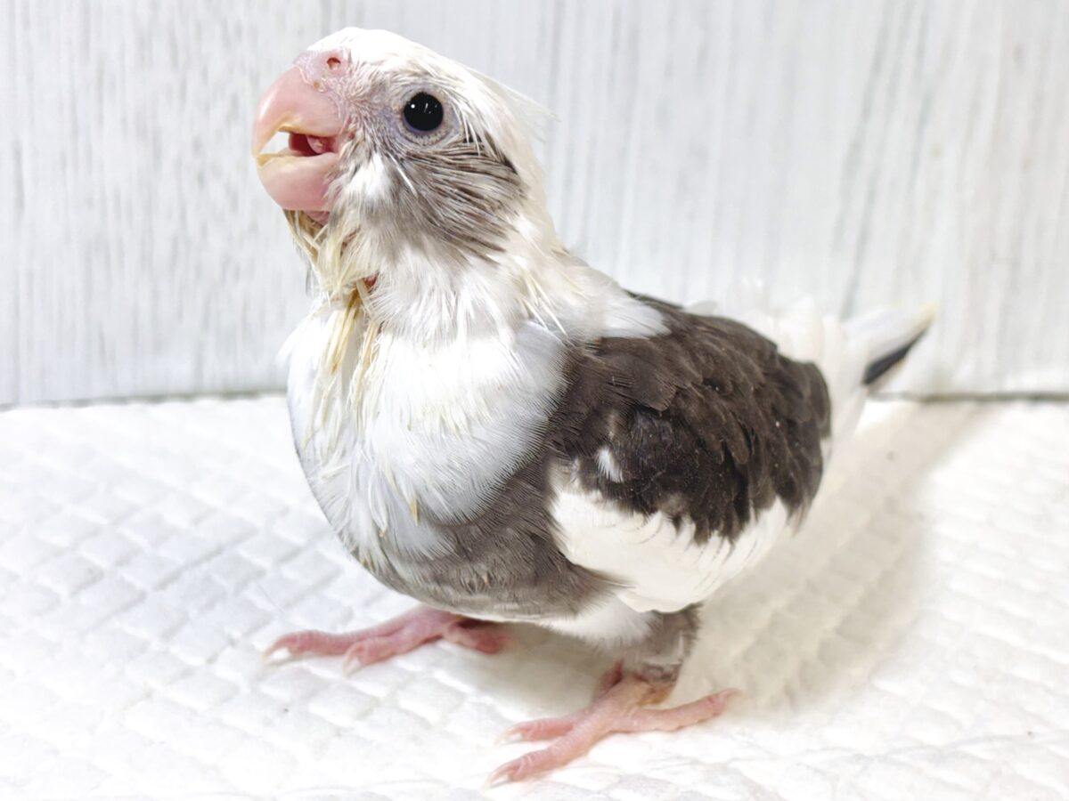 オカメインコ