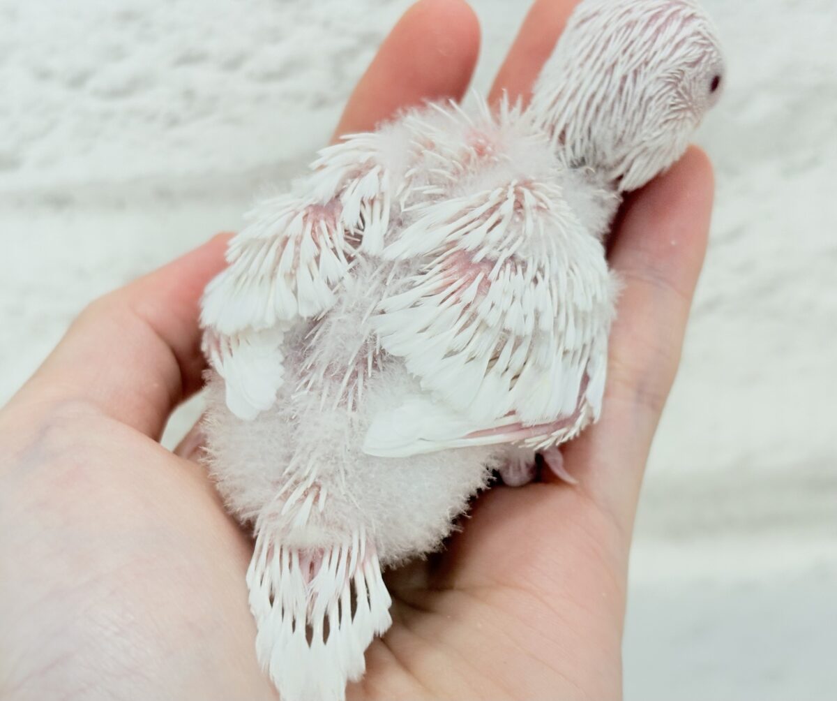 セキセイインコ