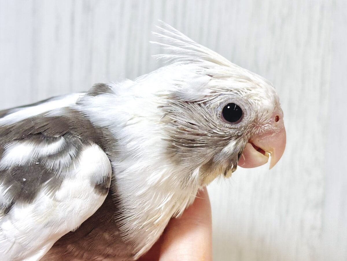 オカメインコ
