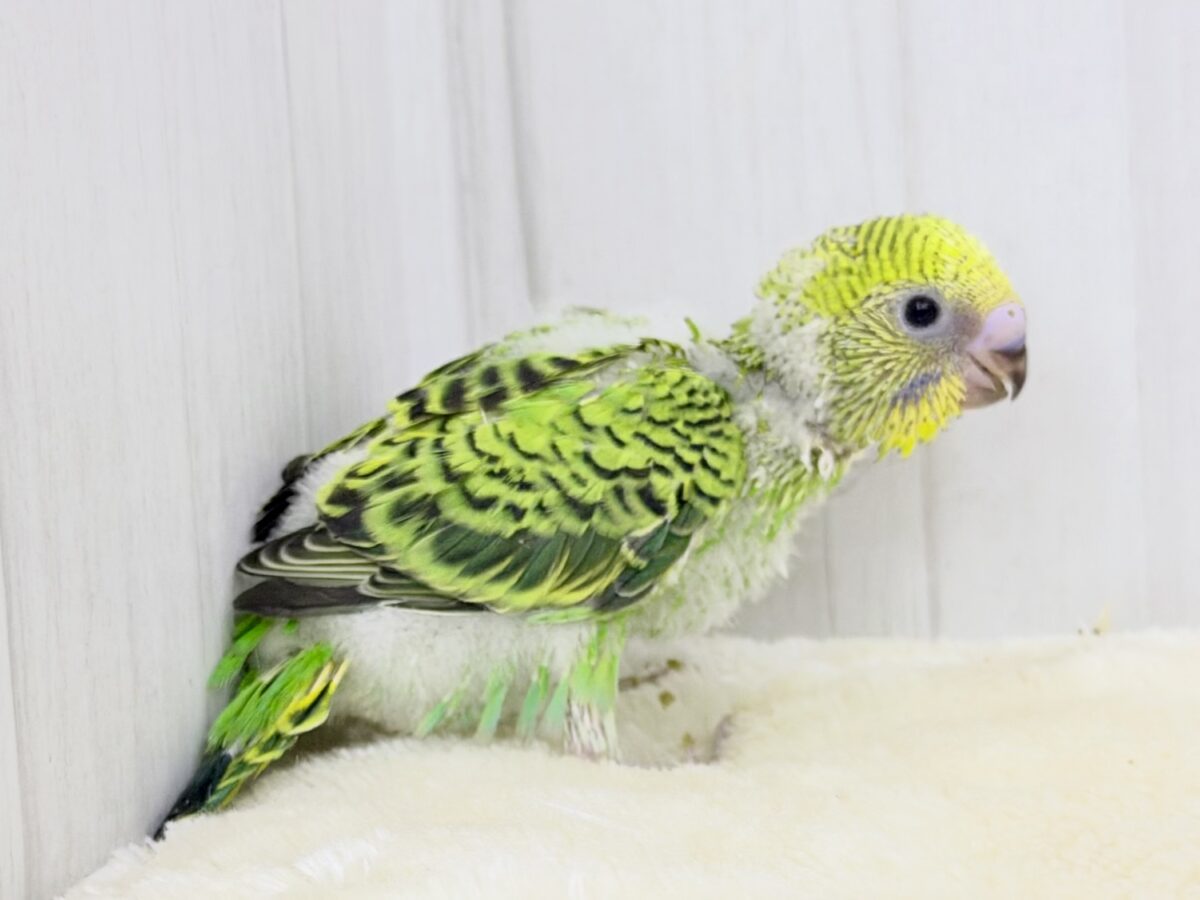 セキセイインコ