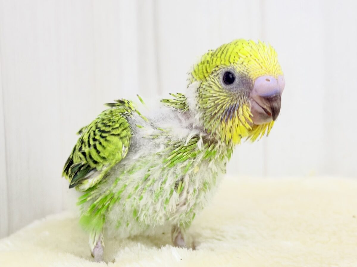 セキセイインコ