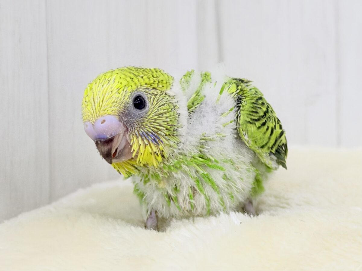 ゆらゆら〜小さいこんぶちゃん💚セキセイインコ(グリーンオパーリン)