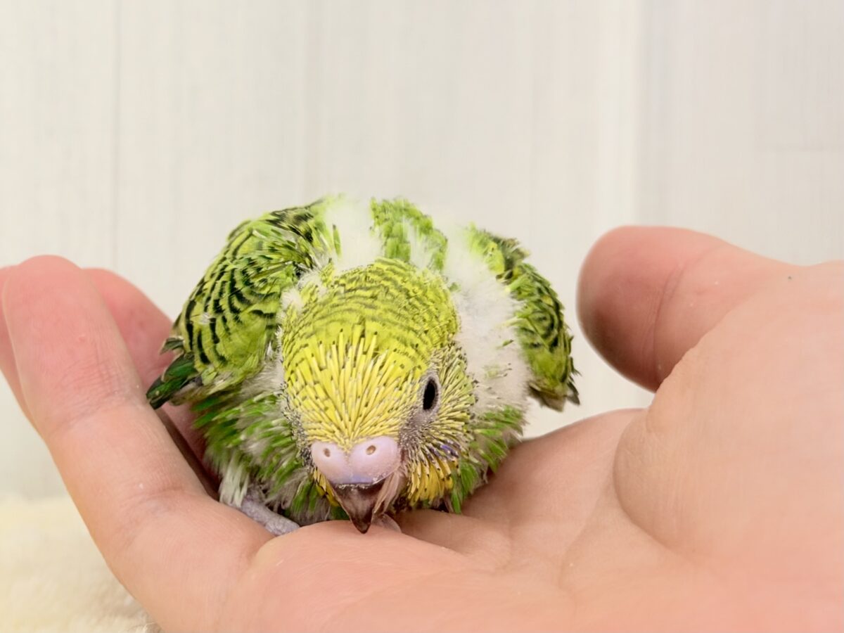 セキセイインコ
