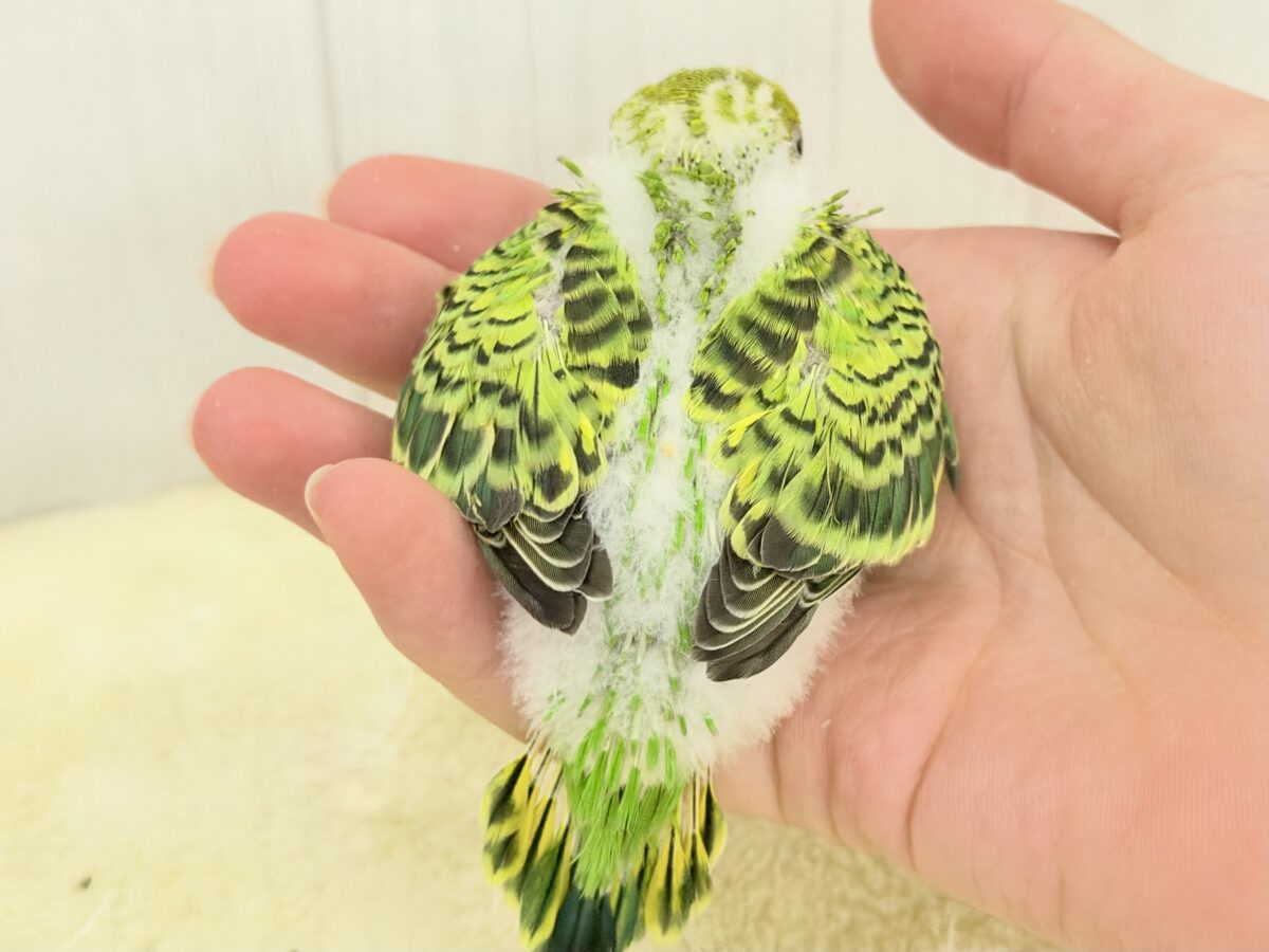 セキセイインコ