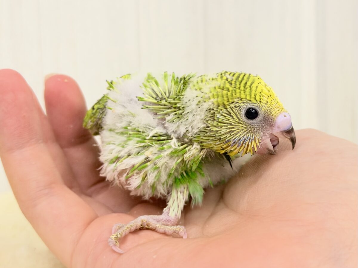 セキセイインコ