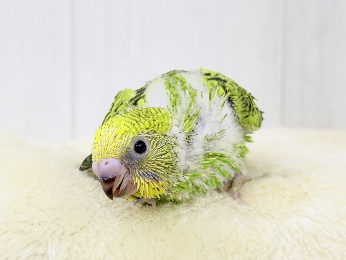 セキセイインコ