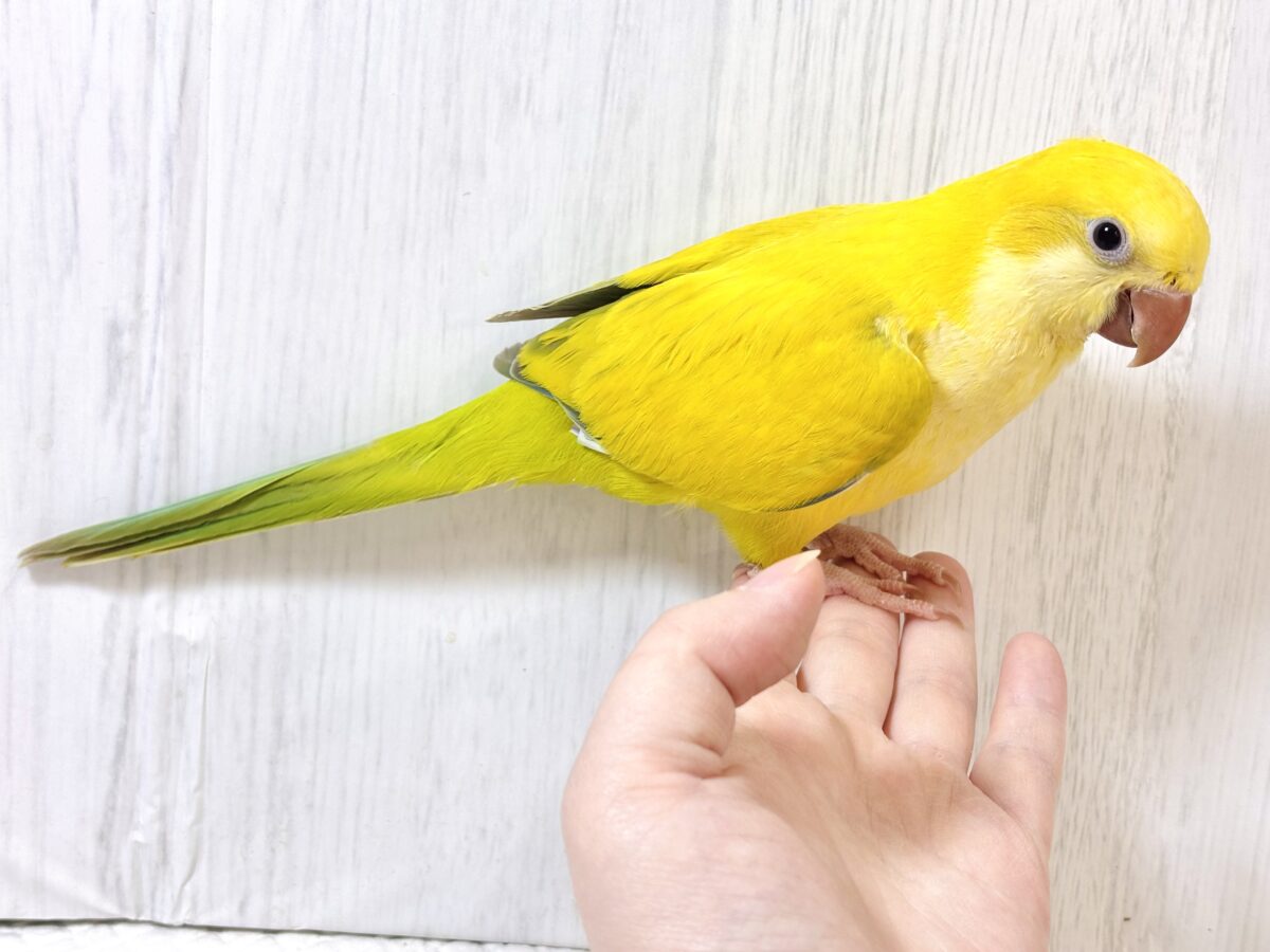 オキナインコ