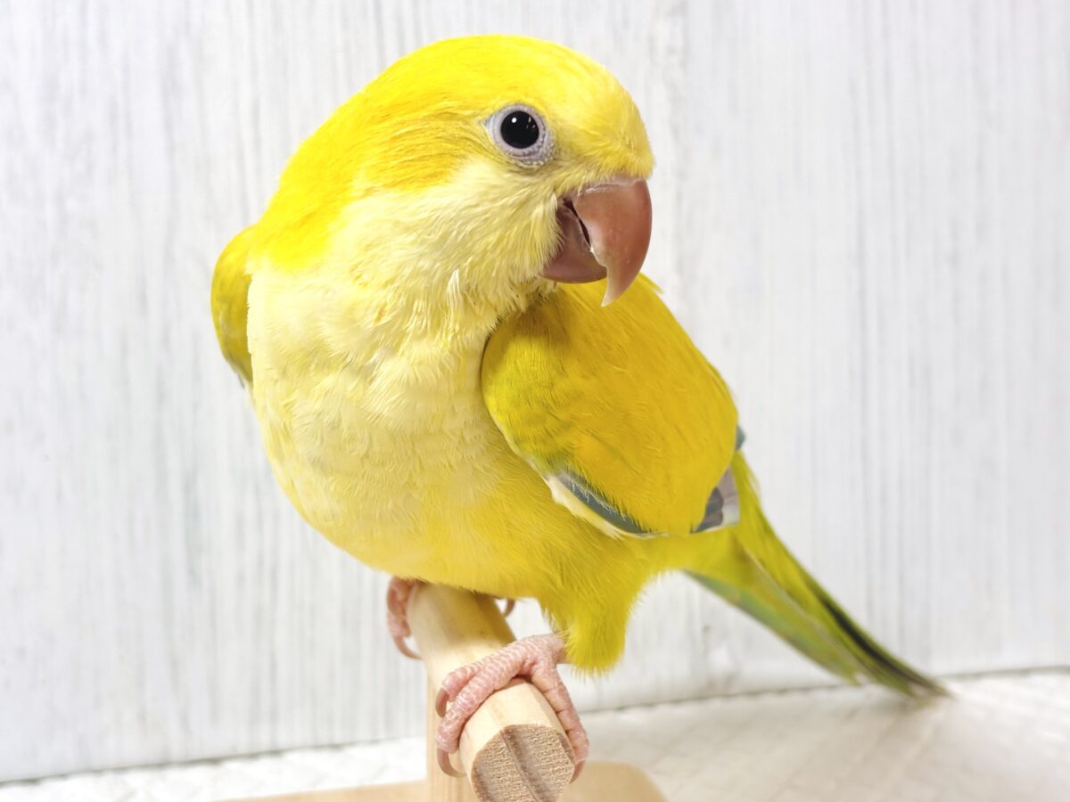 オキナインコ