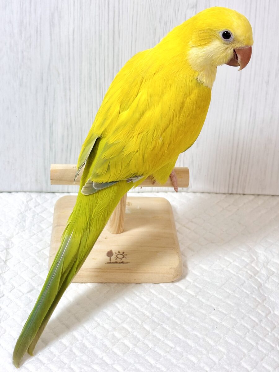 オキナインコ