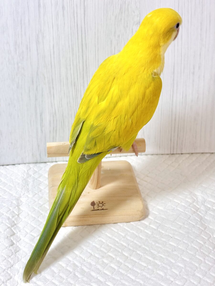 オキナインコ