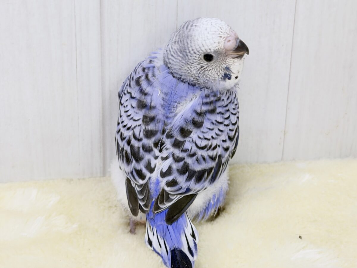 やっぱりここが落ち着くんだよね‪☆セキセイインコ(ブルーオパーリン)