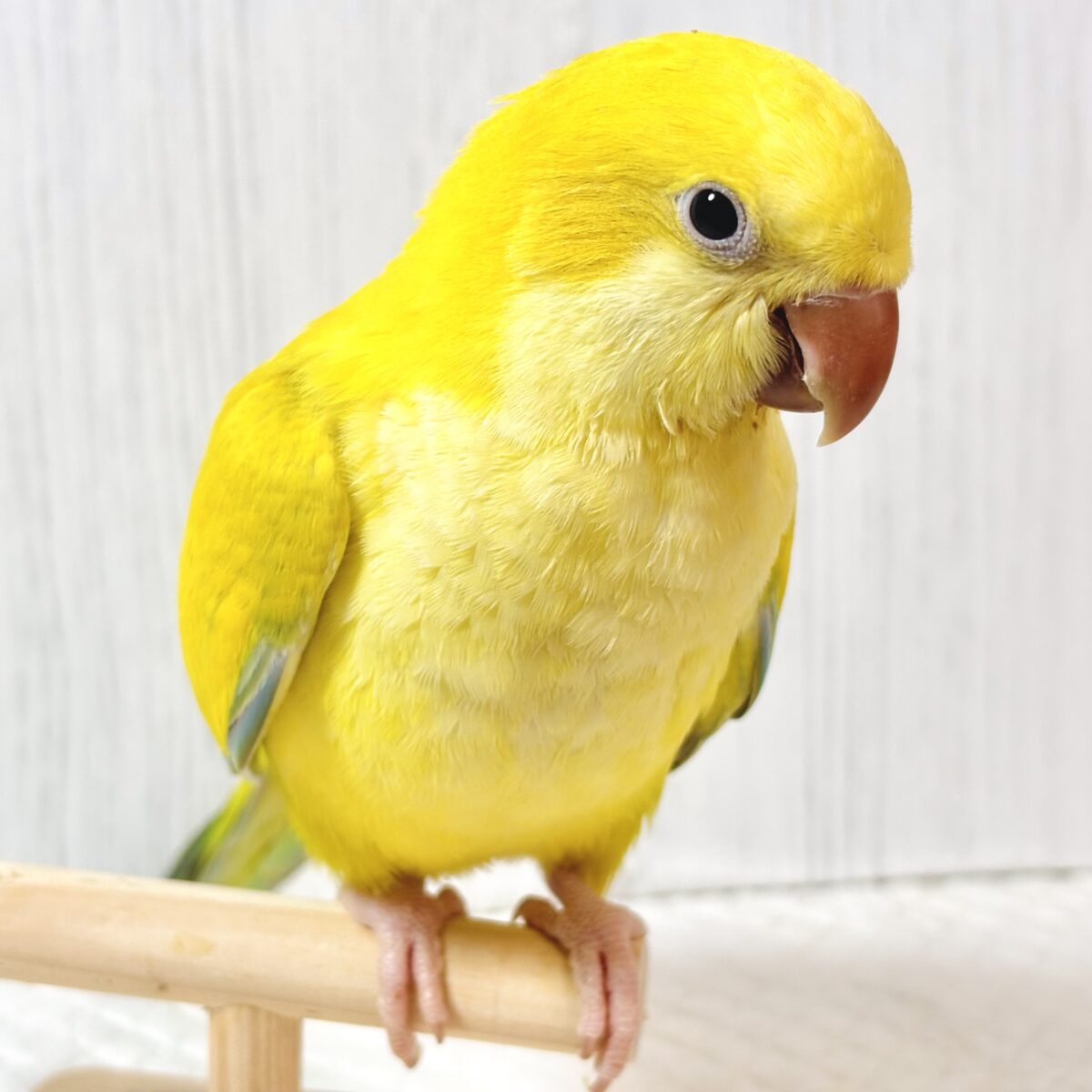 オキナインコ