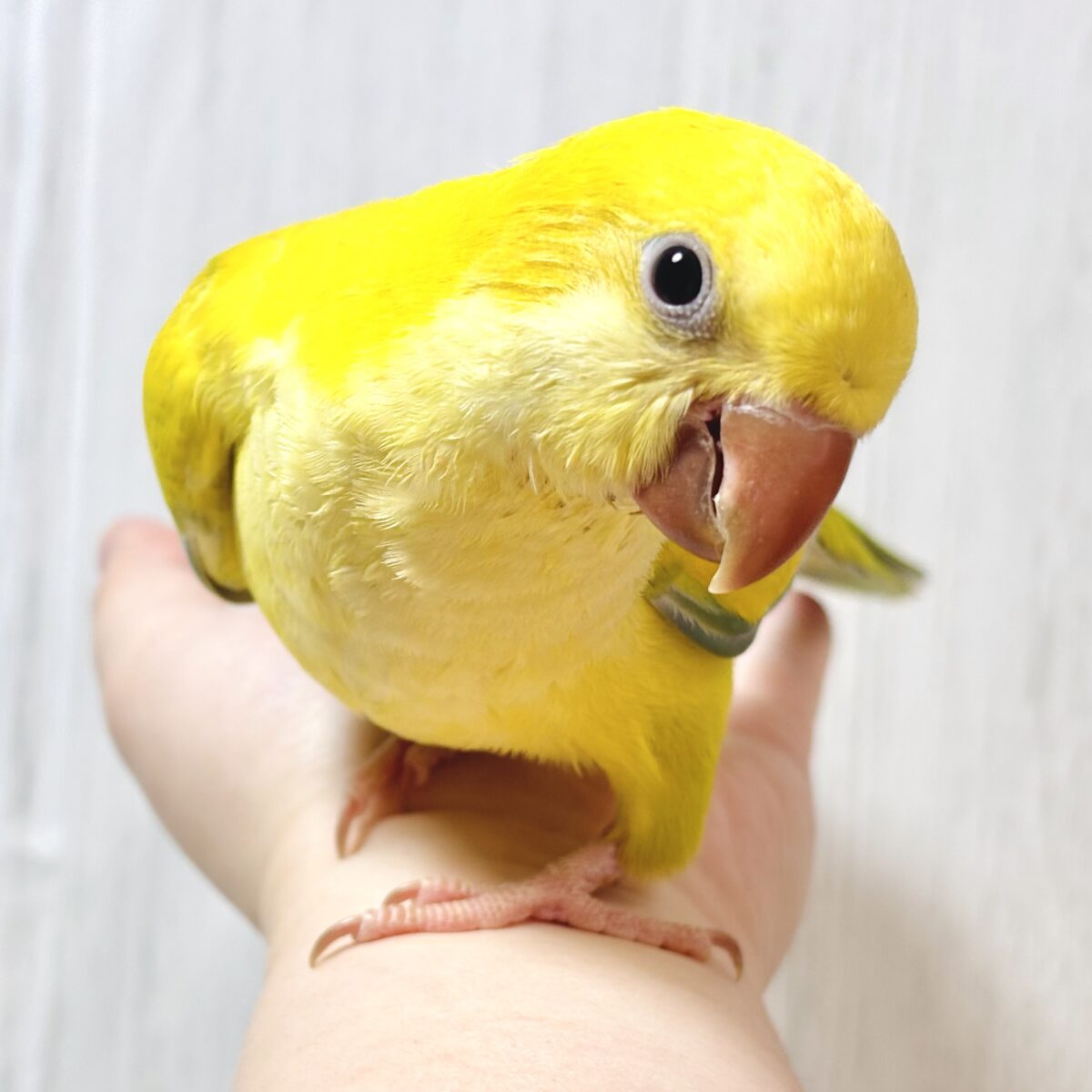 🌟超激レア！オキナインコグリーンクロスオーバーちゃん🐥✨ 🍁秋陽包む黄金の装い🍁