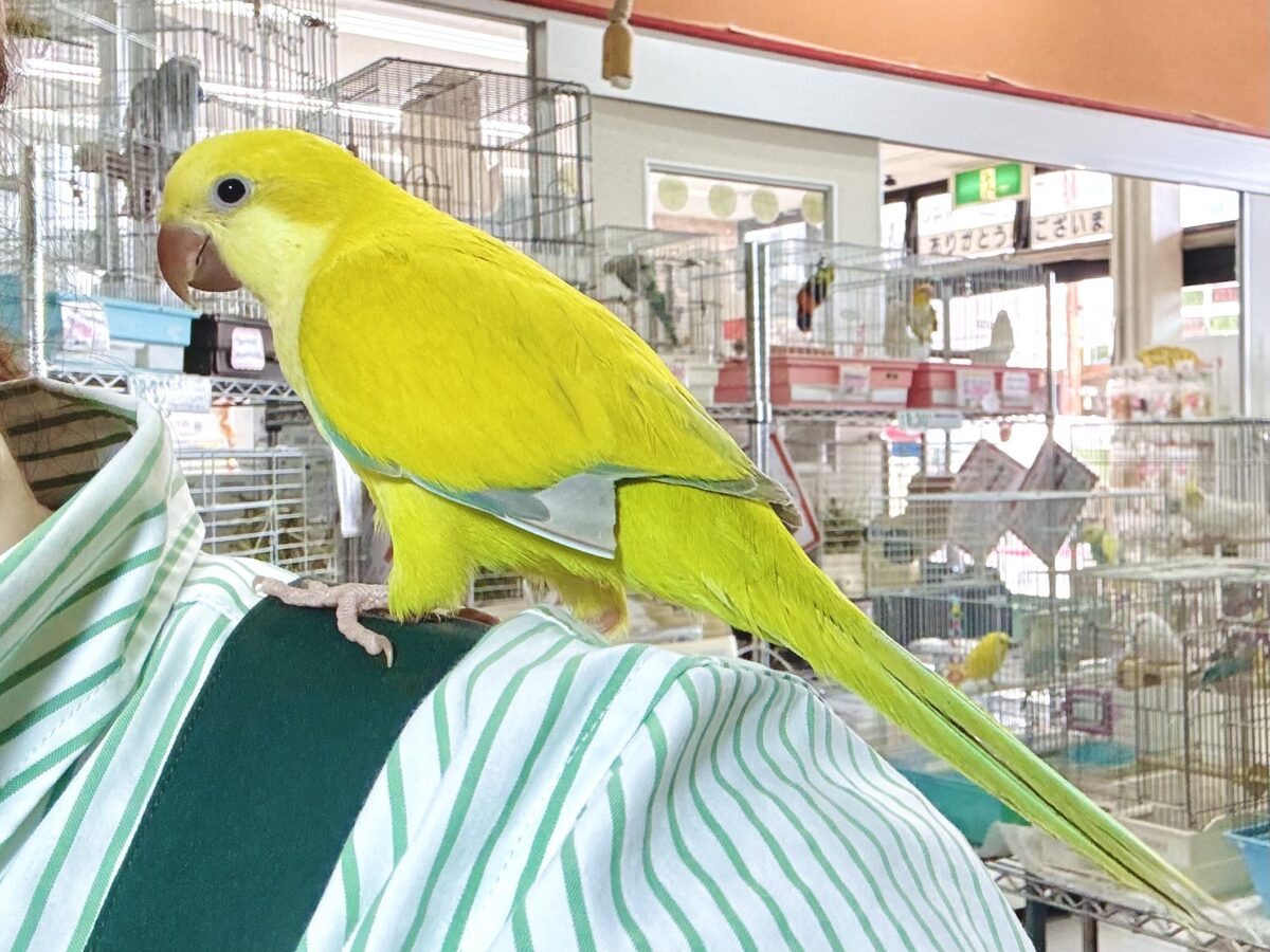 オキナインコ