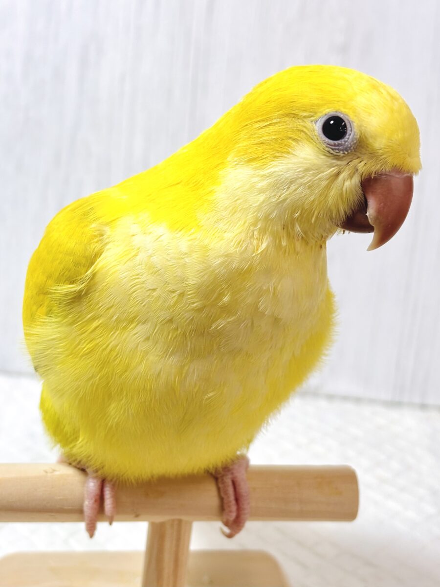 オキナインコ