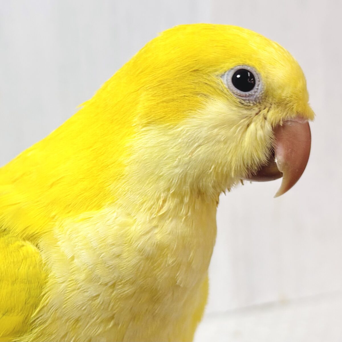 🌟超激レア!オキナインコグリーンクロスオーバーちゃん🐥✨ 🍁秋陽包む黄金の装い🍁 オキナインコ