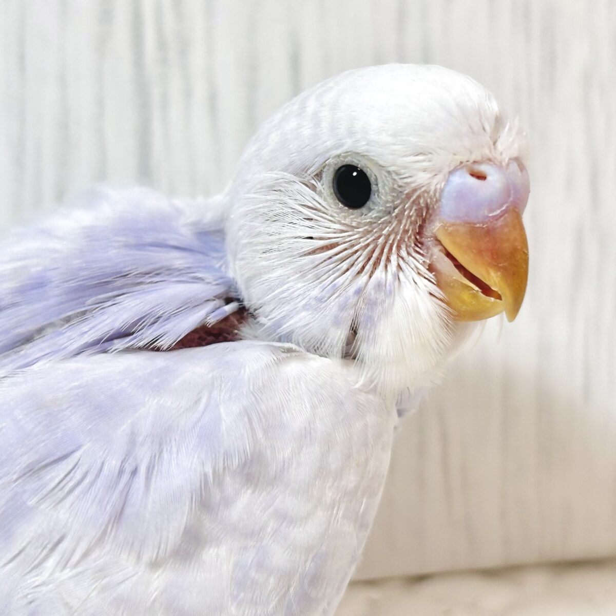 うっとり眩む美麗カラー、ライラックのセキセイインコちゃん🐥 🪻そっと花咲く淡藤色🪻