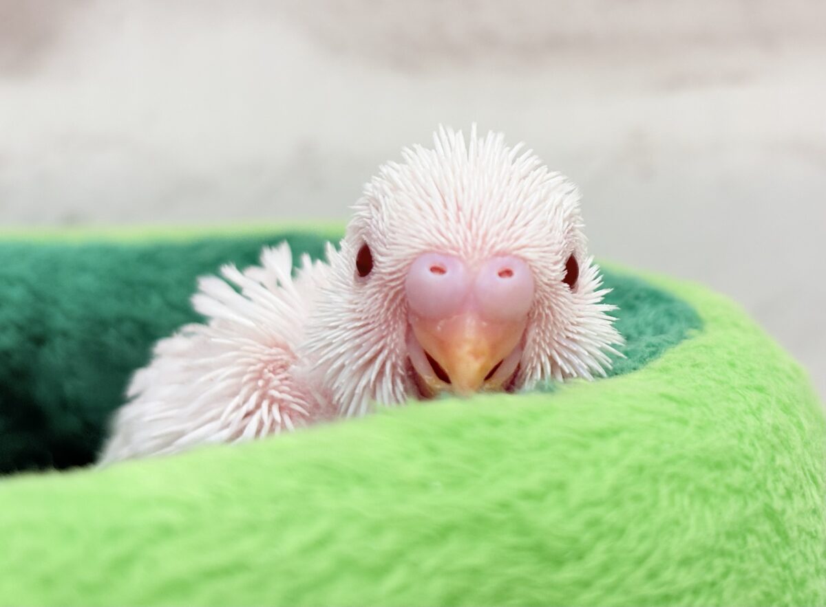 セキセイインコ