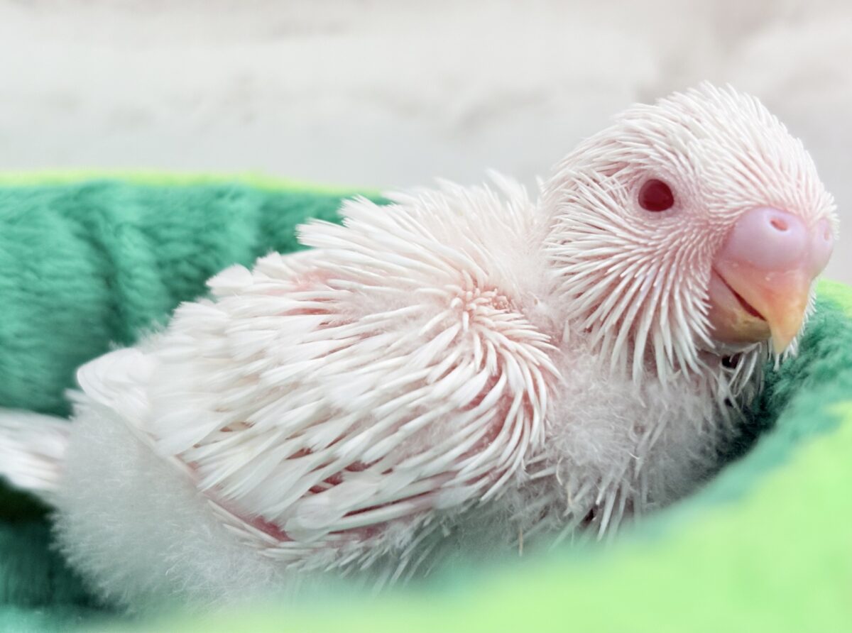 セキセイインコ