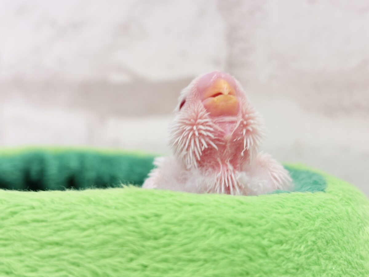 セキセイインコ