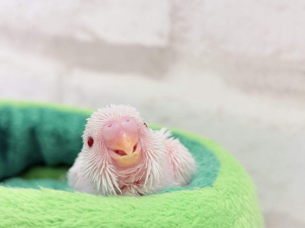 セキセイインコ
