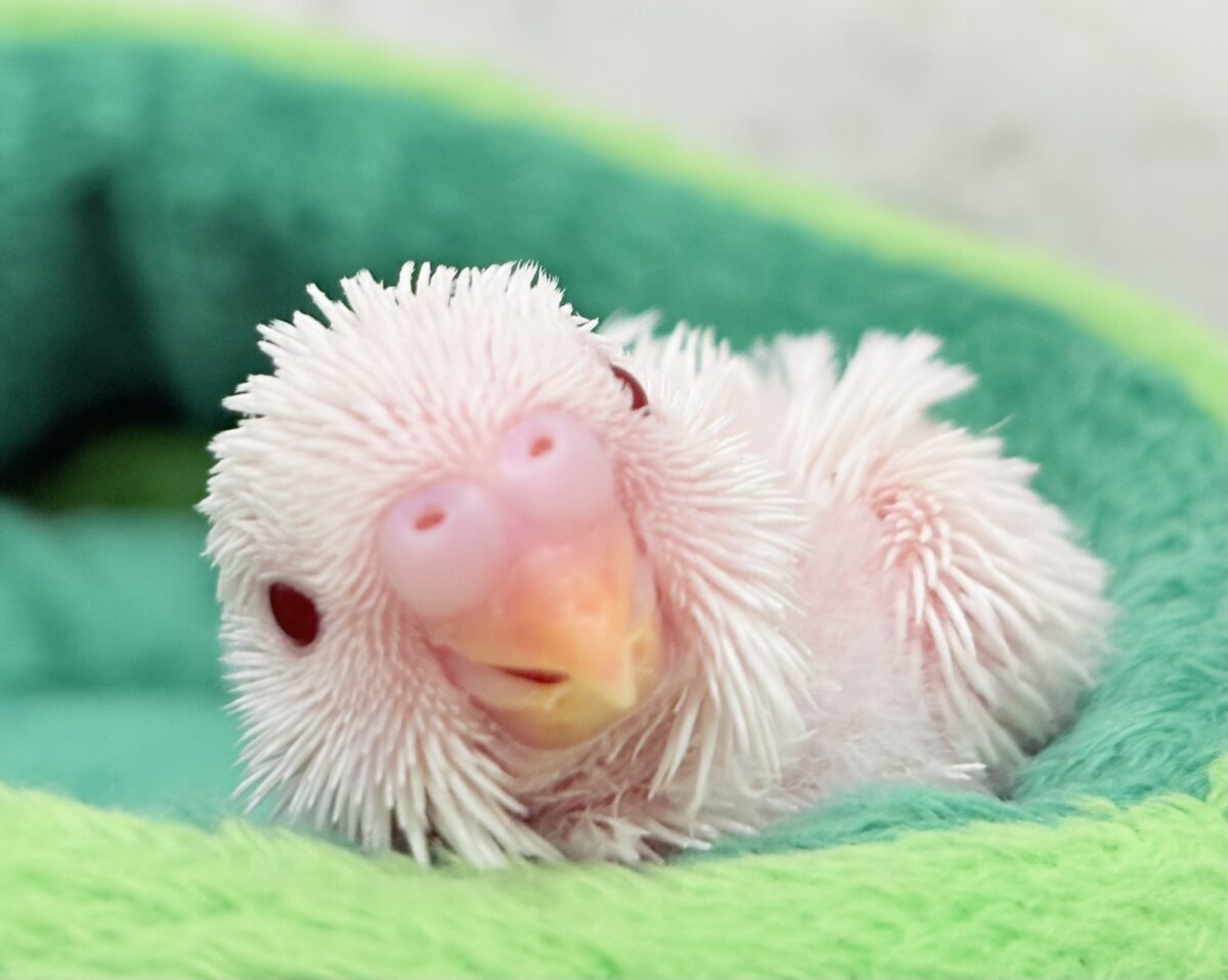 セキセイインコ