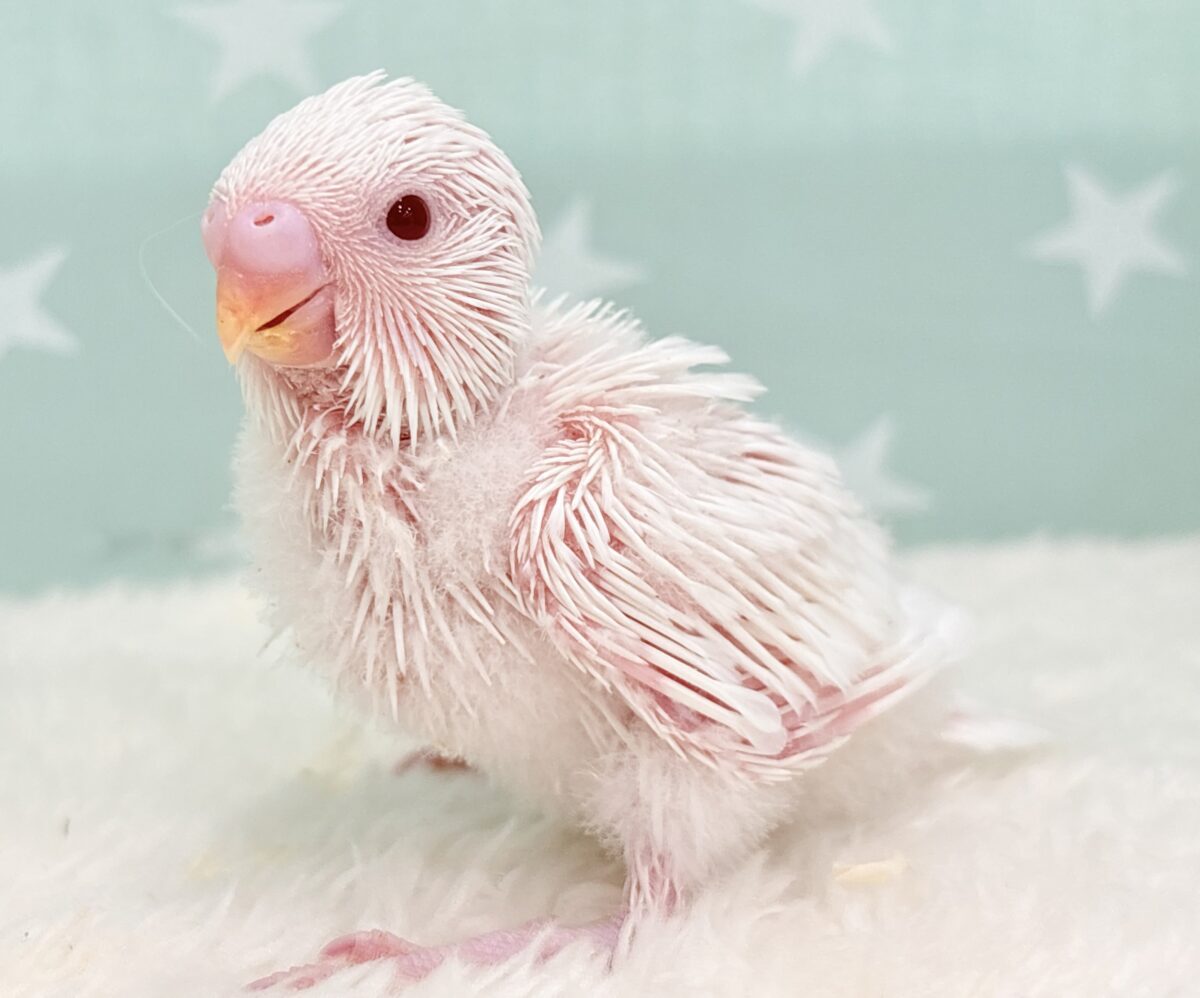 モチッとポテッといちごミルク🍓🥛セキセイインコ(アルビノ)