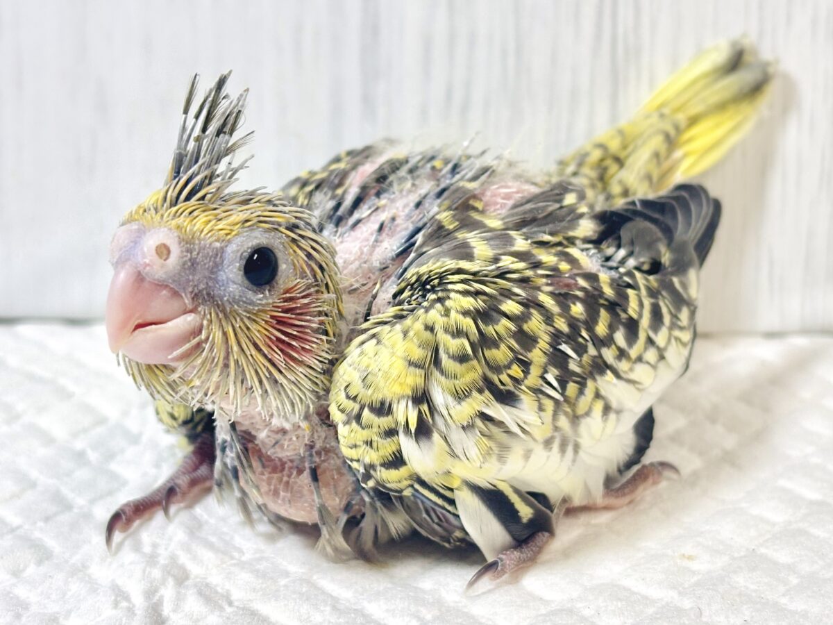オカメインコ