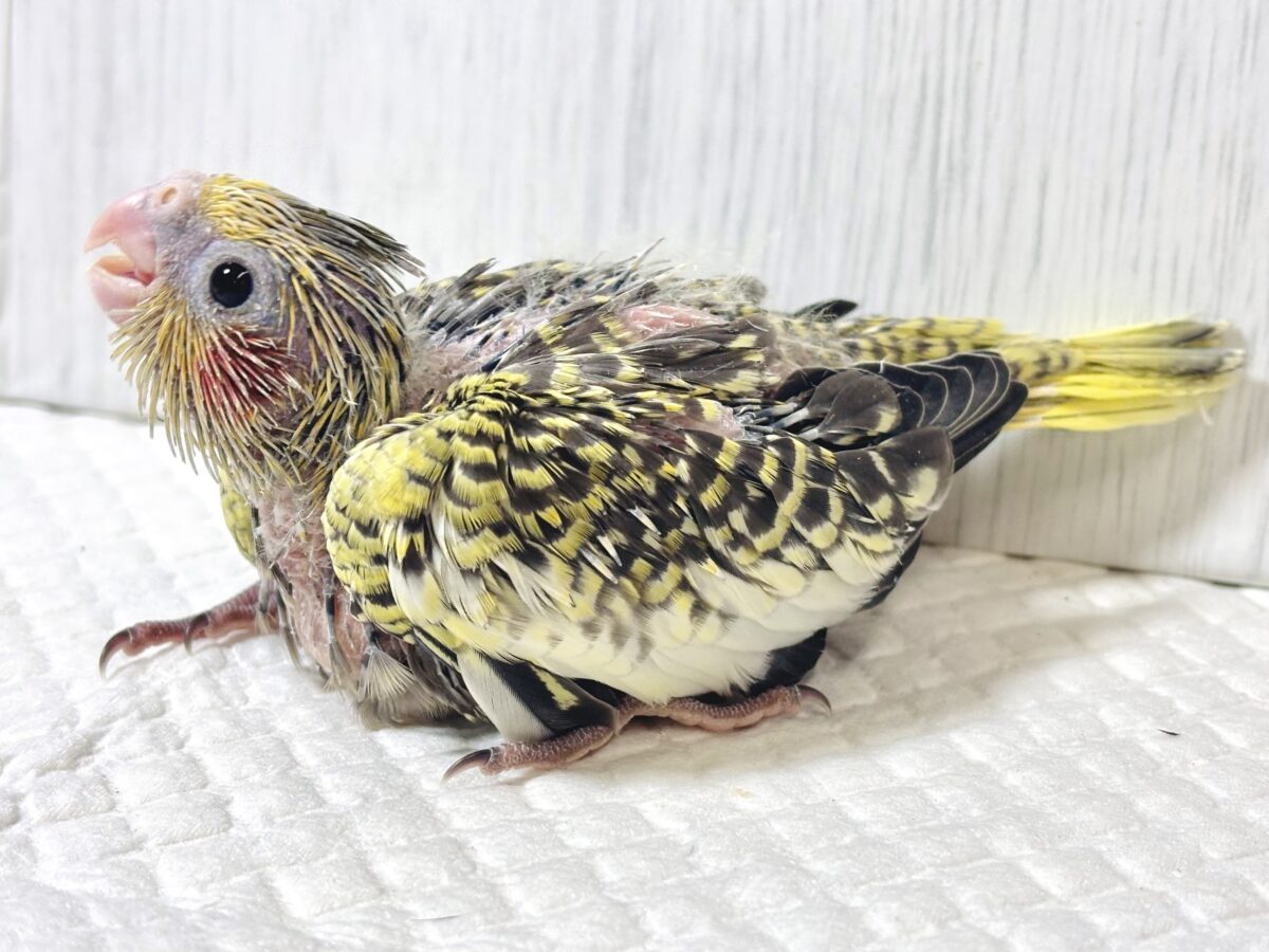 オカメインコ