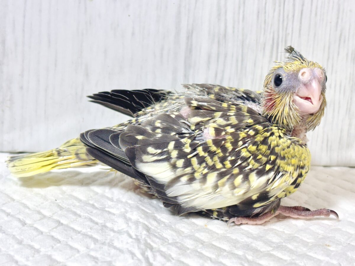 オカメインコ