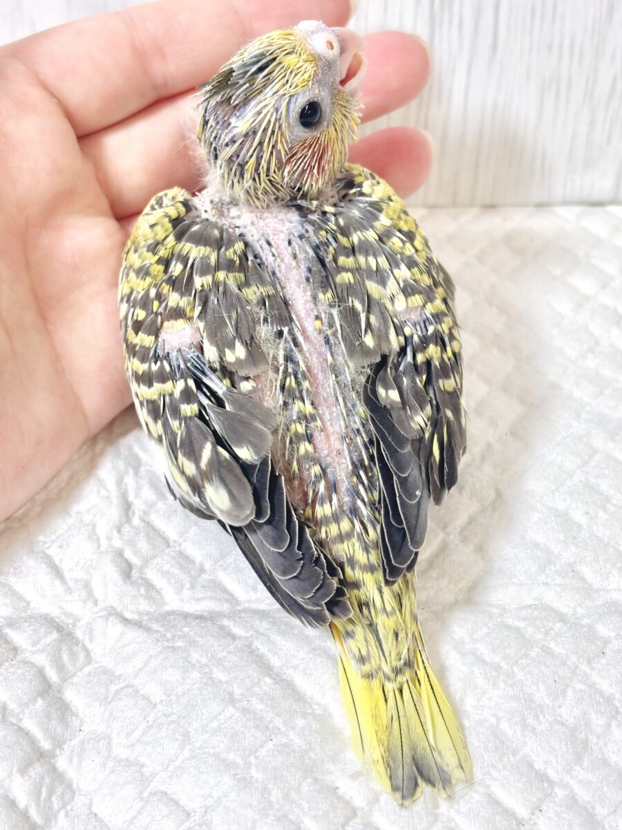 オカメインコ