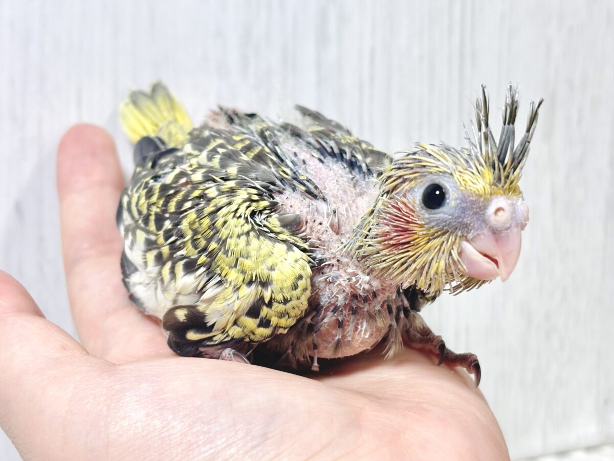 オカメインコ