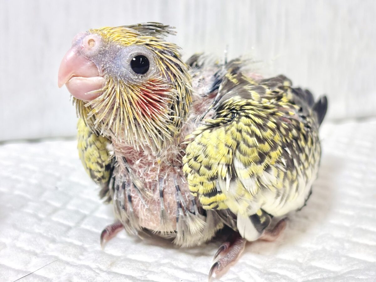 🍁秋晴れの日にやってきた虎柄ちゃん🐯くっきりパールが格好いいオカメちゃんヒナ🐥✨