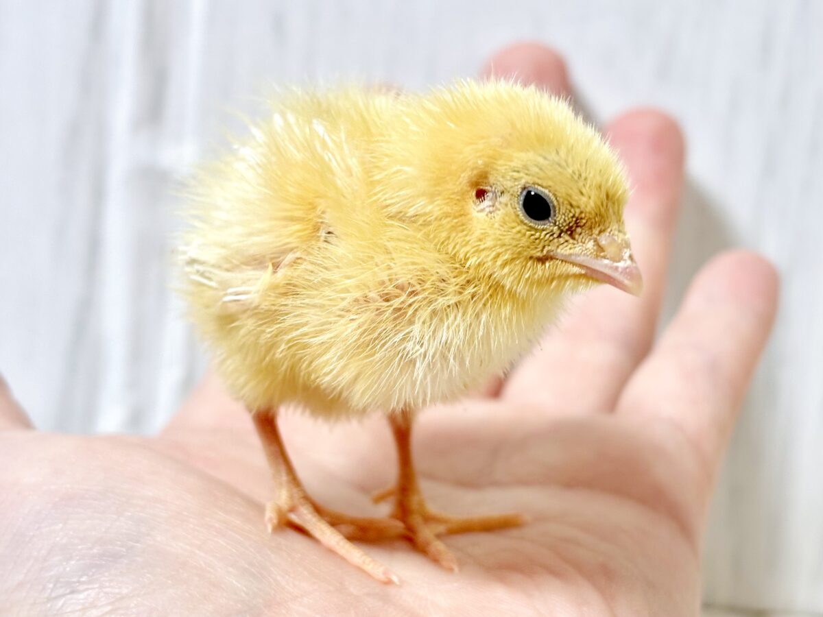 🍁秋晴れの日にやってきた黄色い天使👼ふわもこ姿が可愛すぎる白ウズラのヒナちゃん🐥✨