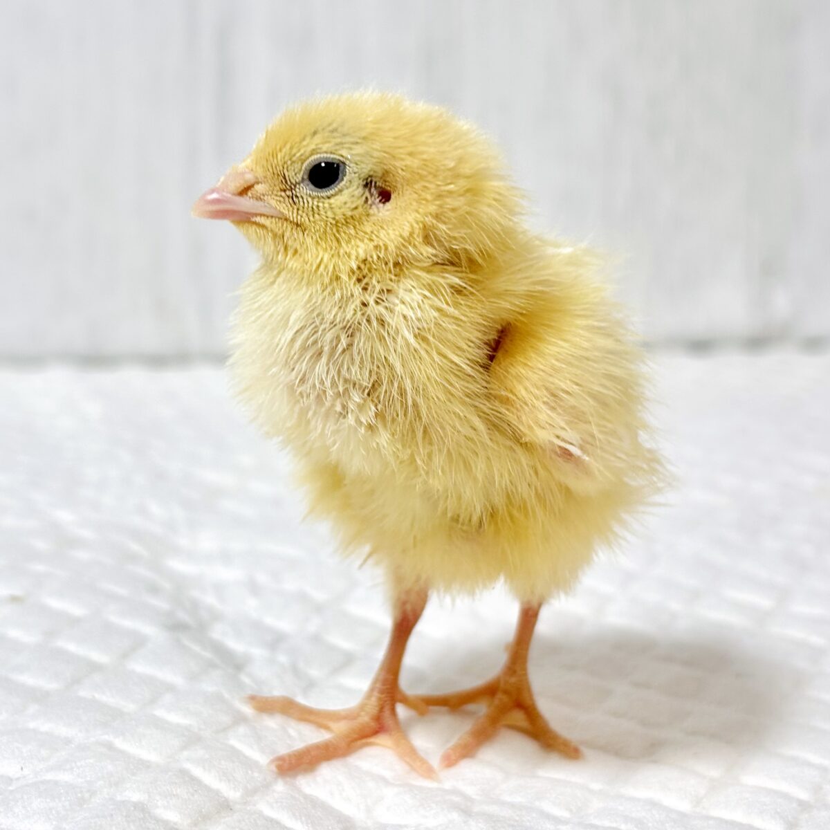 白ウズラ