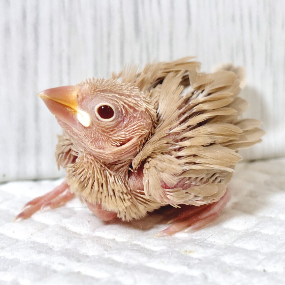 シナモン文鳥