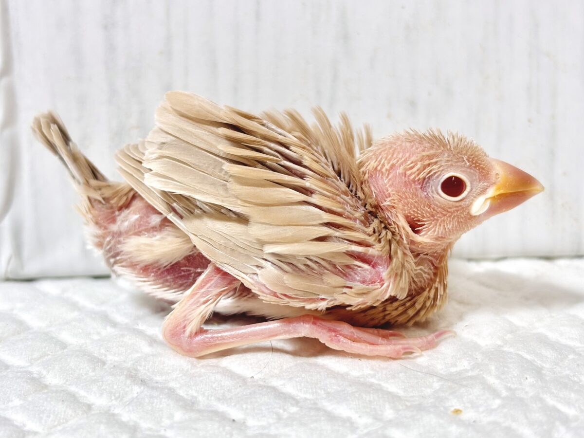 シナモン文鳥