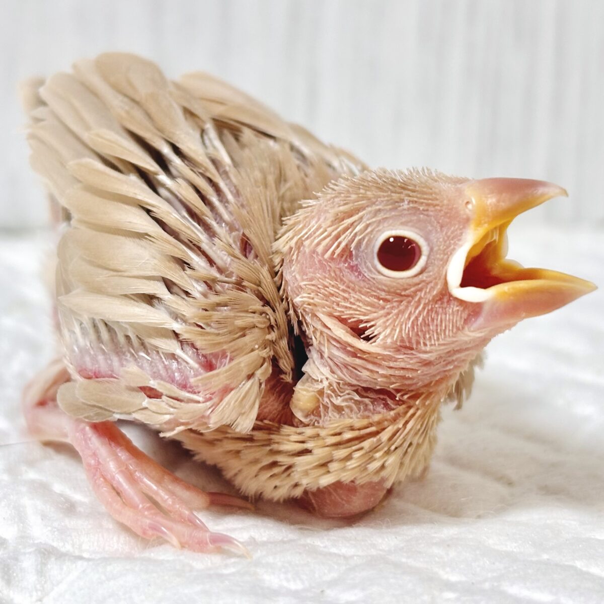 🤎ふんわりシナモンカラーの天使☕️赤目が神秘的で可愛いシナモン文鳥のヒナちゃんがやってきたよ🐥✨