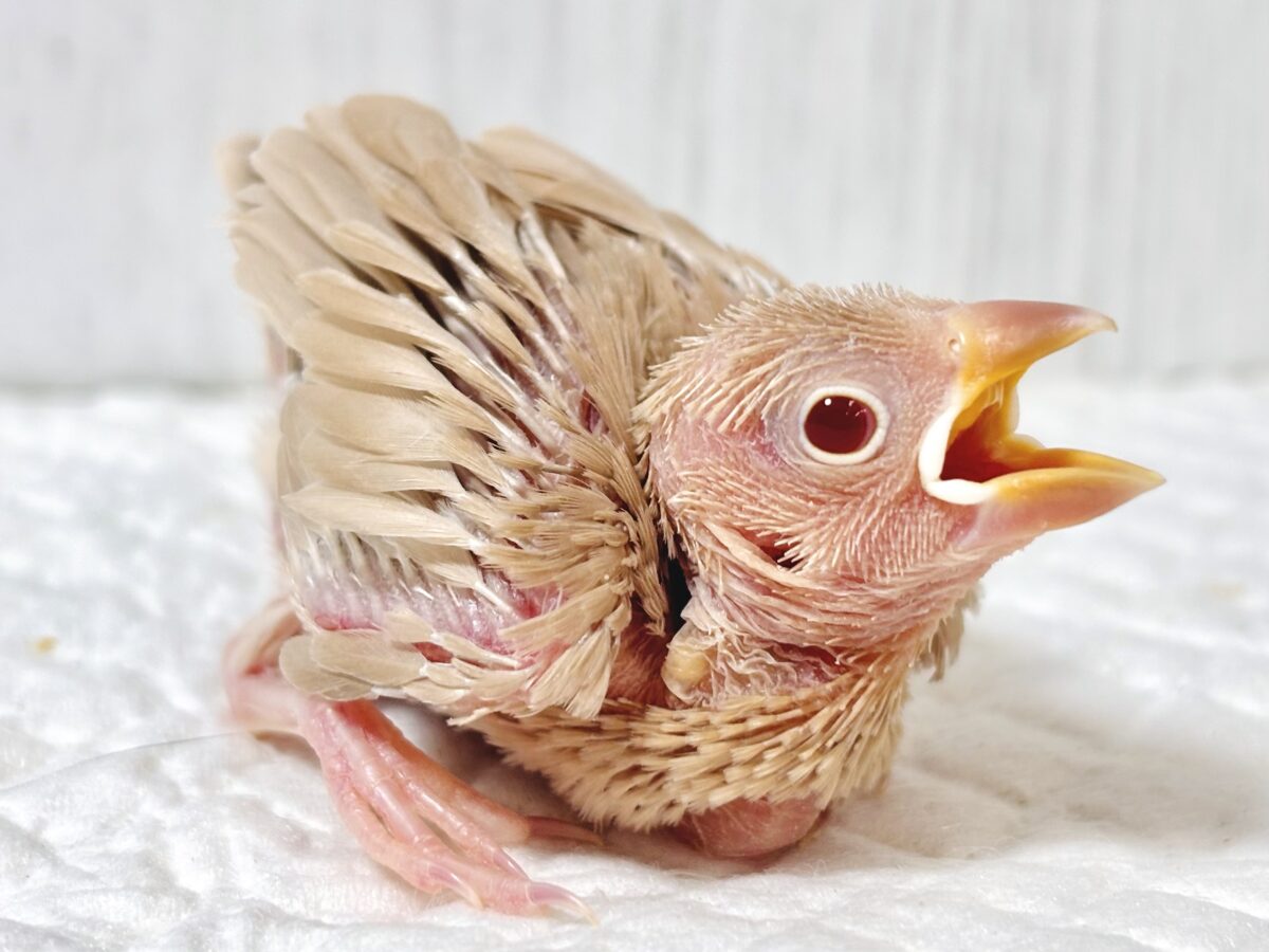 シナモン文鳥