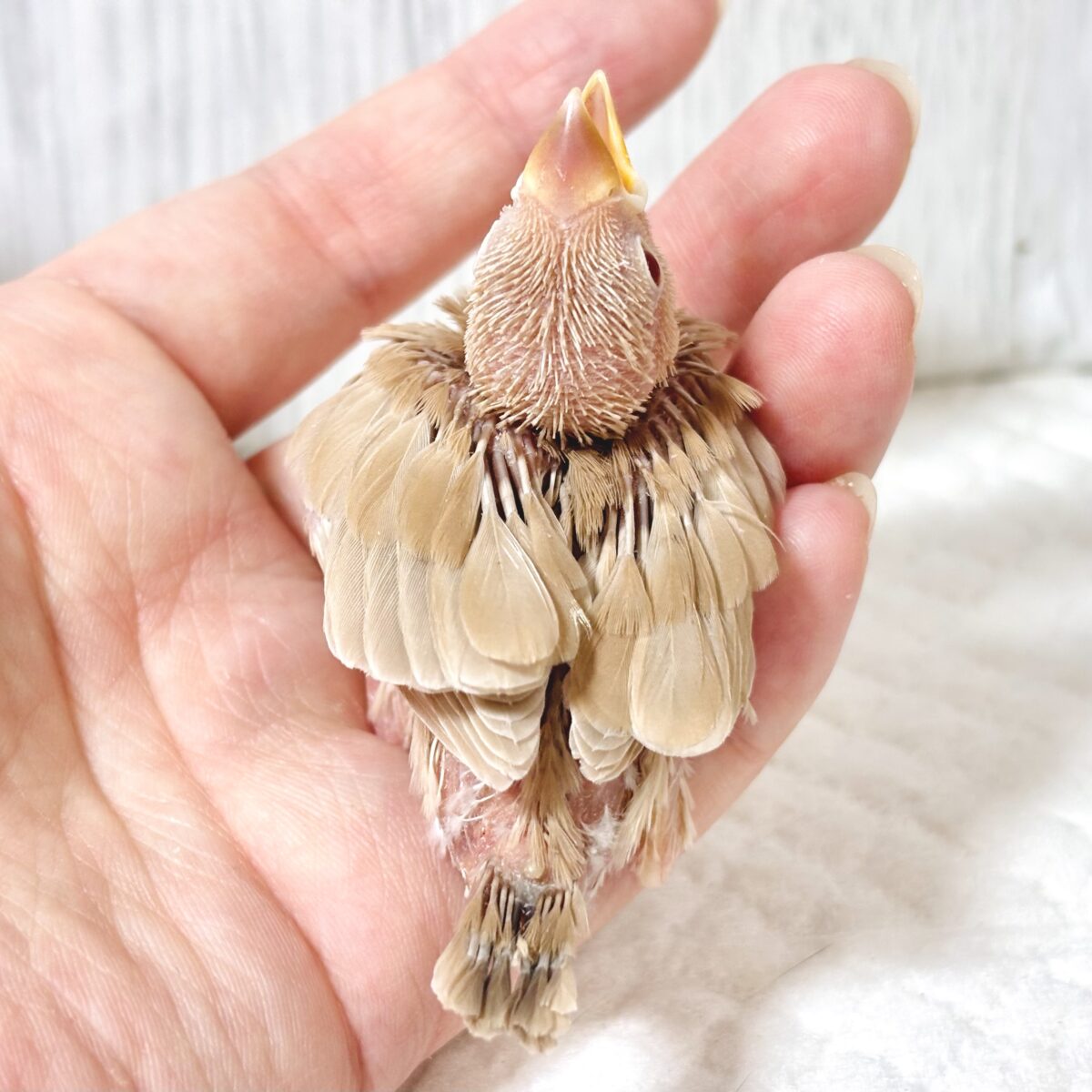 シナモン文鳥